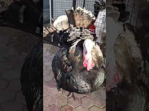 Turkey original sound #funny #pets #youtubeshorts #shorts