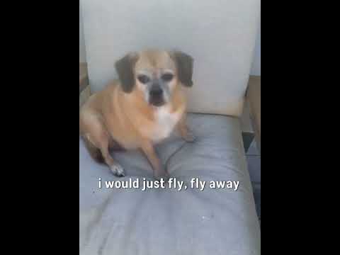 My #Dog flew away! #funny #viral