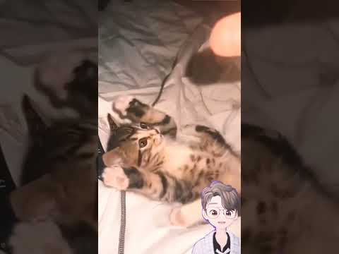 Ekspresi Kucing emang lucu parah #cute #oyenbarbar #cat #cutecat