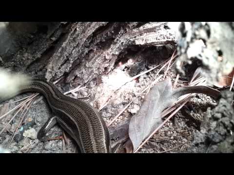 Amazing Footage of A Lizard Eating