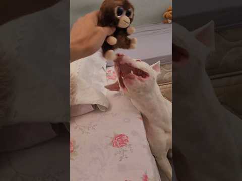brincando com pitbull