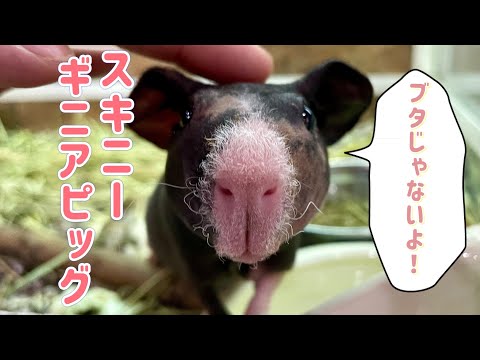 べたなれ‼︎かわいいスキニーギニアピッグちゃんのご紹介♪（熱帯倶楽部東川口本店）