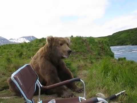Bear is not afraid of Russsian?!