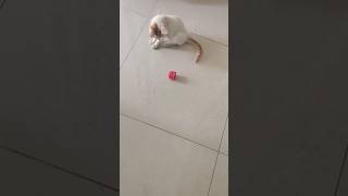 # happy minds# crazy cats 🤣🤣🤣😝😝🤣🤣 🐱🐱🐱🐱# yt shorts# YouTube viral shorts