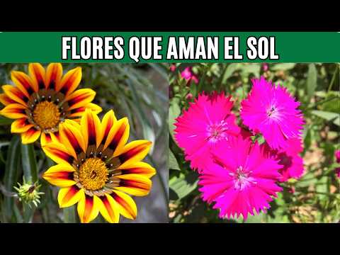 🌞12 Plantas con FLORES Hermosas que AMAN el Sol Pleno, son FÁCILES DE CUIDAR!