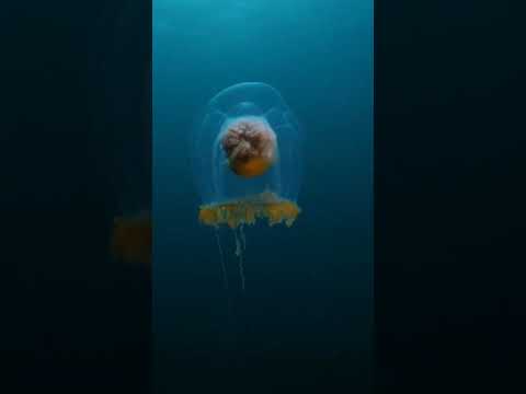 jellyfish