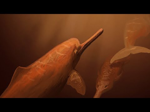 Prehistoric Dolphins Were Brutal — And They Still Are!