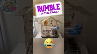 Rumble in the CAGE 😂 #cutepet #tinycat #petlove #catfunny #catlover #kitten #funnycats #catvsparrot