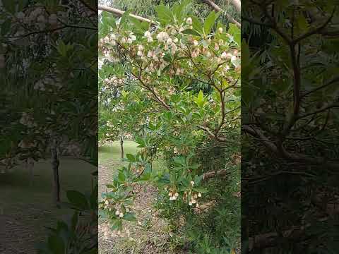 GRABI NAMAN NA BULAKLAK TO #flower #nature #tree