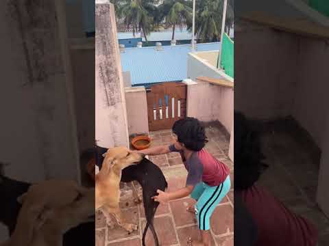 Dog friendship | hunter dogs | dog play and fun | dog tail catch