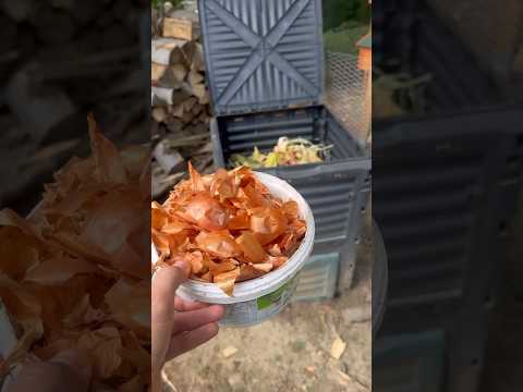 Don't throw away onion peels! #onion #plants #tips #fertilizer #tips #garden #gardeningtips #shorts