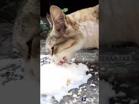 யப்பா!! போப்பா.!! #shorts #pets #catshorts