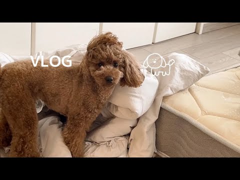 犬もいびきをかいて寝るんだよ   🐶💤トイプードルの1日VLOG