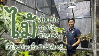 ไม้เนื้อเยื่อ-ไม้วางข้อ-ไม้ตัดยอด : มือใหม่ก่อนซื้อต้นไม้ต้องรู้