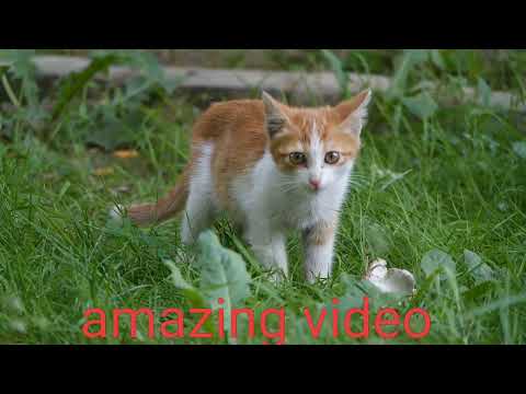 ❤️ animation video funny #shorts video