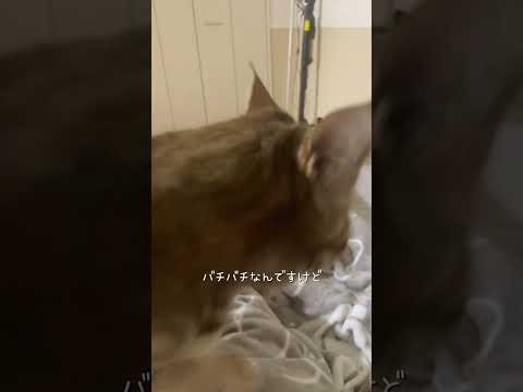 静電気の季節　#猫 #ネコズ #猫のいる暮らし