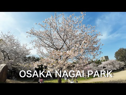 Cherry Blossoms at Nagai Park Osaka | Hanami & Spring Walk 2025