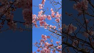 spring activities 🌸 #lifestyle #spring #thingstodo #aesthetic #flowers #thatgirl #springflowers