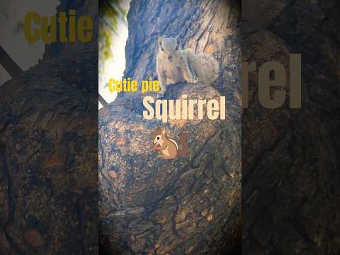 Cute Squirrel 🐿️ #squirel #eating #ytshorts #viralvideo #trendingnow