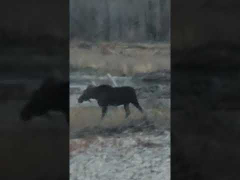 An elusive #moose #grandtetonnationalpark #grandtetons #jacksonwy #jacksonhole #nature #naturelovers