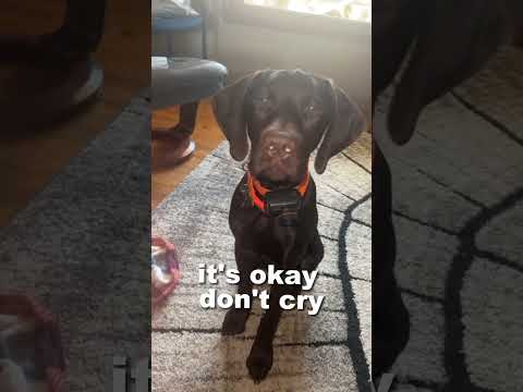 This Dog Cries After Losing his Tooth 🐶😂#shorts #viralshort