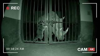 Zoo Escape at Midnight | Animal Caught in 4K