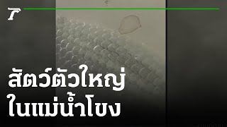 ตะลึง! สัตว์น้ำในแม่น้ำโขง | 19-09-65 | ตะลอนข่าว