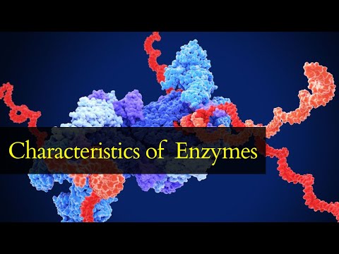 Enzyme Types, Properties and Functions || Biology